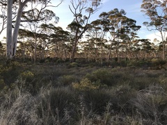 Eucalyptus salmonophloia