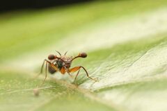 Teleopsis quadriguttata