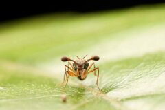 Teleopsis quadriguttata