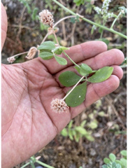 Dorycnium
