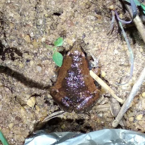 Densely spotted microhylid frog, Microhyla rubra