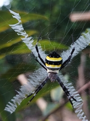 Argiope caledonia