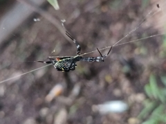 Argiope caledonia