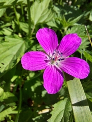 Geranium palustre