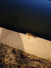 Chroicocephalus ridibundus