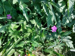 Geranium palustre