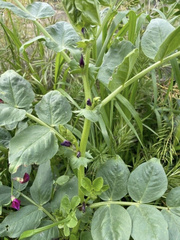 Vicia narbonensis