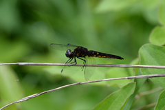 Lyriothemis pachygastra