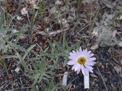 Aster altaicus