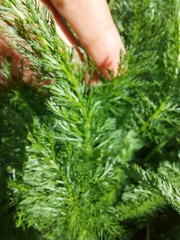 Achillea millefolium