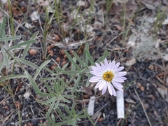 Aster altaicus