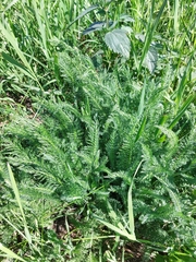 Achillea millefolium