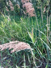 Phragmites australis australis