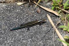 Plestiodon finitimus