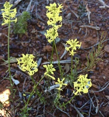 Stackhousia muricata