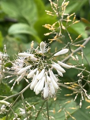 Macleaya cordata