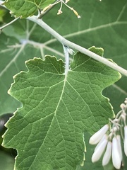 Macleaya cordata
