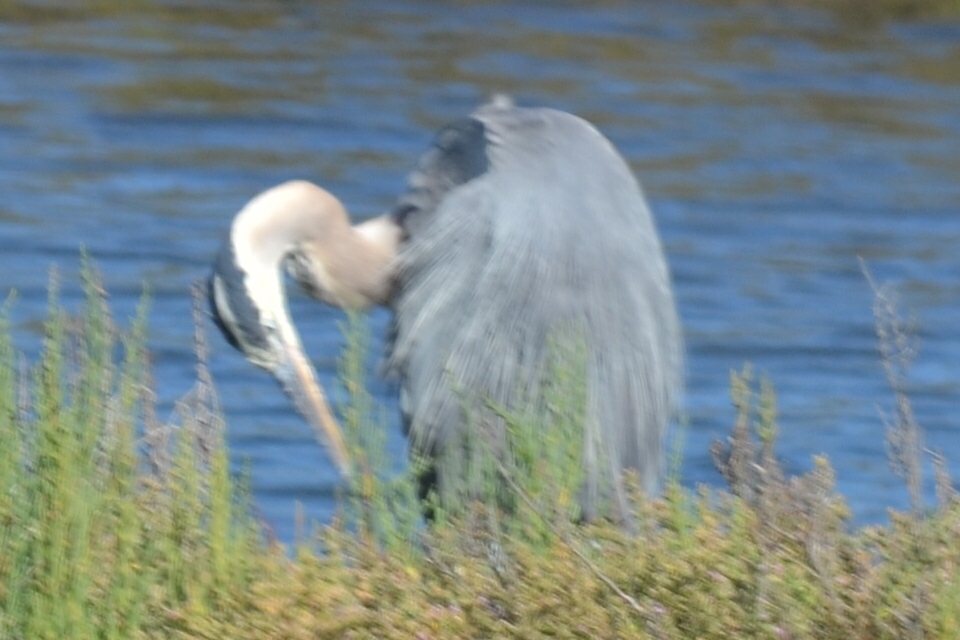 Great Blue Heron From Living Coast Discovery Center On June 26, 2022 At 