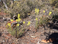 Stackhousia muricata