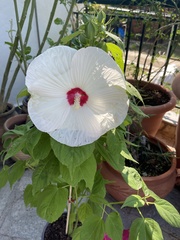 Hibiscus