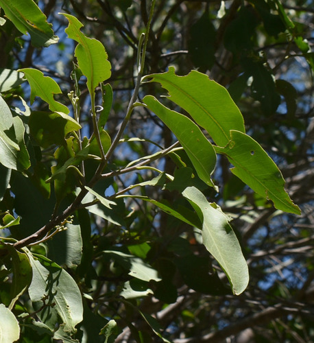 Geijera salicifolia observed 2022-04-06
