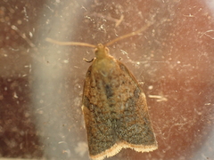Clepsis neglectana