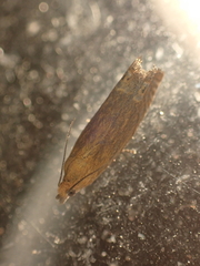 Lathronympha strigana