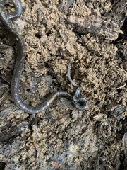 Lycodon travancoricus