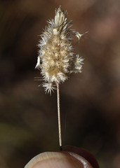 Enneapogon lindleyanus