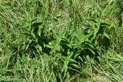 Gentiana cruciata cruciata