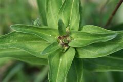Gentiana cruciata cruciata