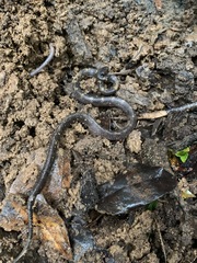 Lycodon travancoricus