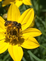 Halictus