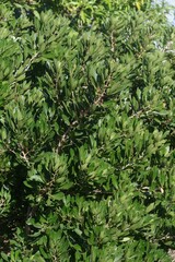 Allophylus natalensis