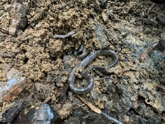 Lycodon travancoricus