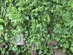 Persicaria senticosa