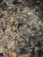 Lycodon travancoricus