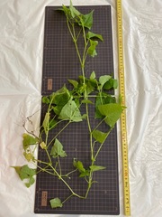 Persicaria senticosa