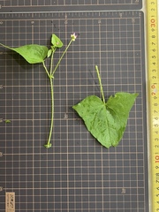 Persicaria senticosa