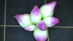 Persicaria senticosa