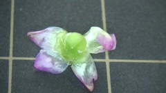 Persicaria senticosa