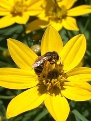 Halictus