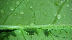 Persicaria senticosa