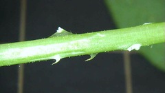 Persicaria senticosa