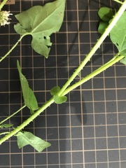 Persicaria senticosa