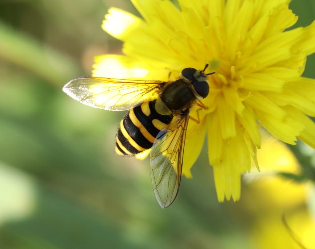 Common Flower Fly from Gonfreville-l'Orcher, France on September 06 ...