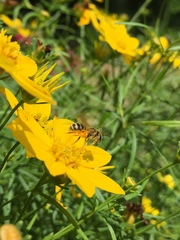 Halictus