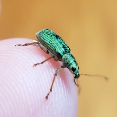 Polydrusus formosus