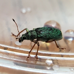 Polydrusus formosus