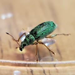 Polydrusus formosus
